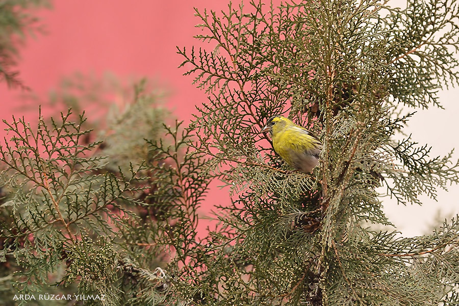 Eurasian Siskin