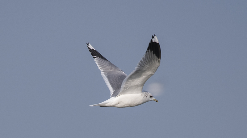 Common Gull