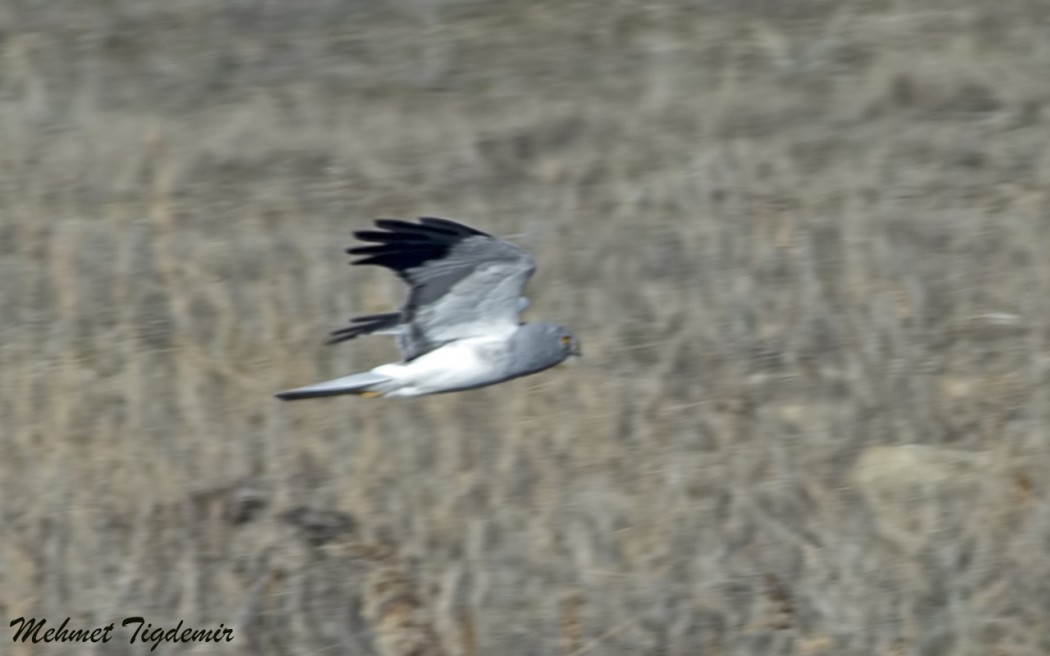 Hen Harrier