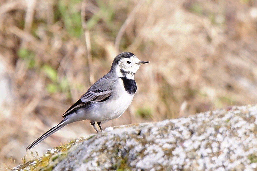 White Wagtail