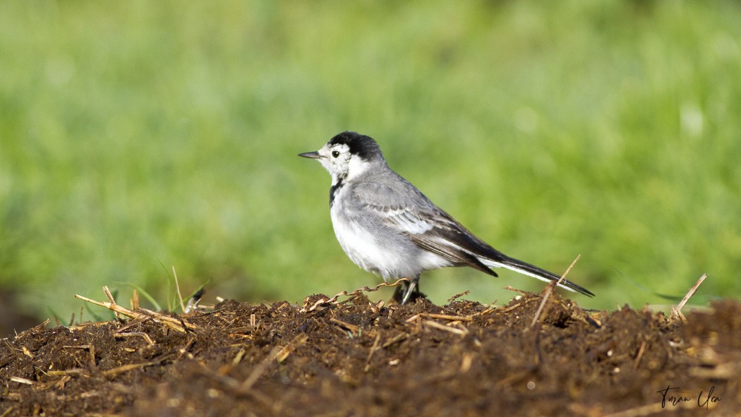 White Wagtail