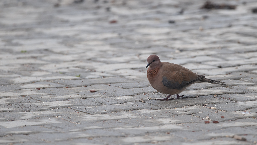 Laughing Dove