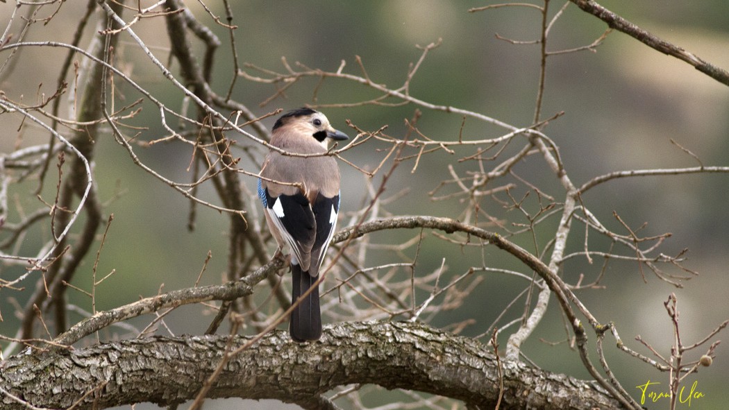 Eurasian Jay