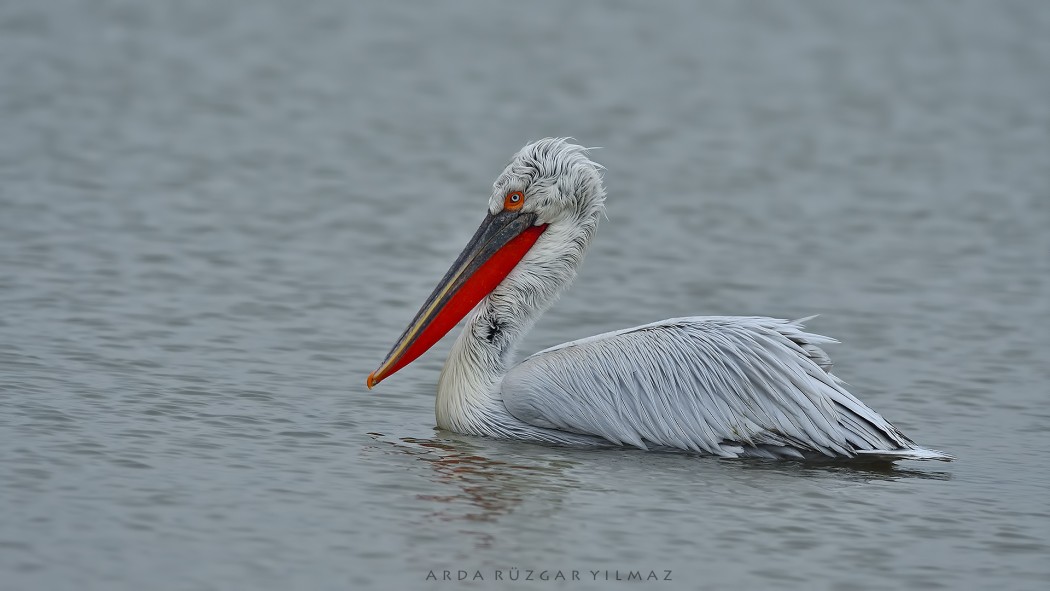 Dalmatian Pelican