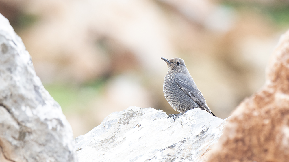 Blue Rock Thrush