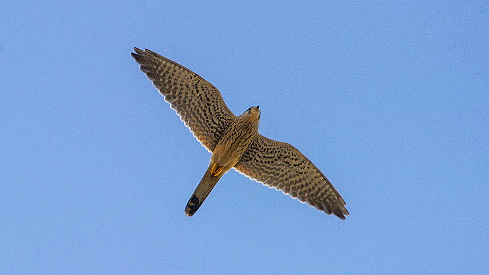 Common Kestrel