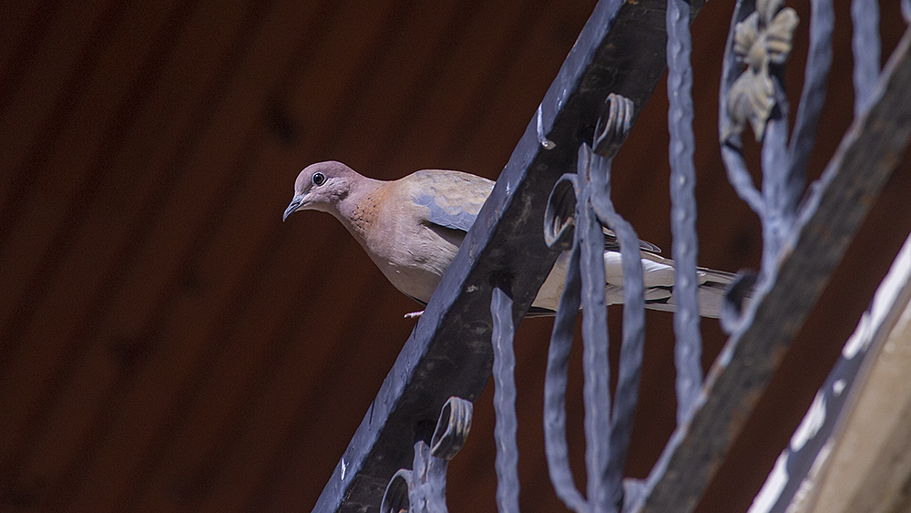 Laughing Dove