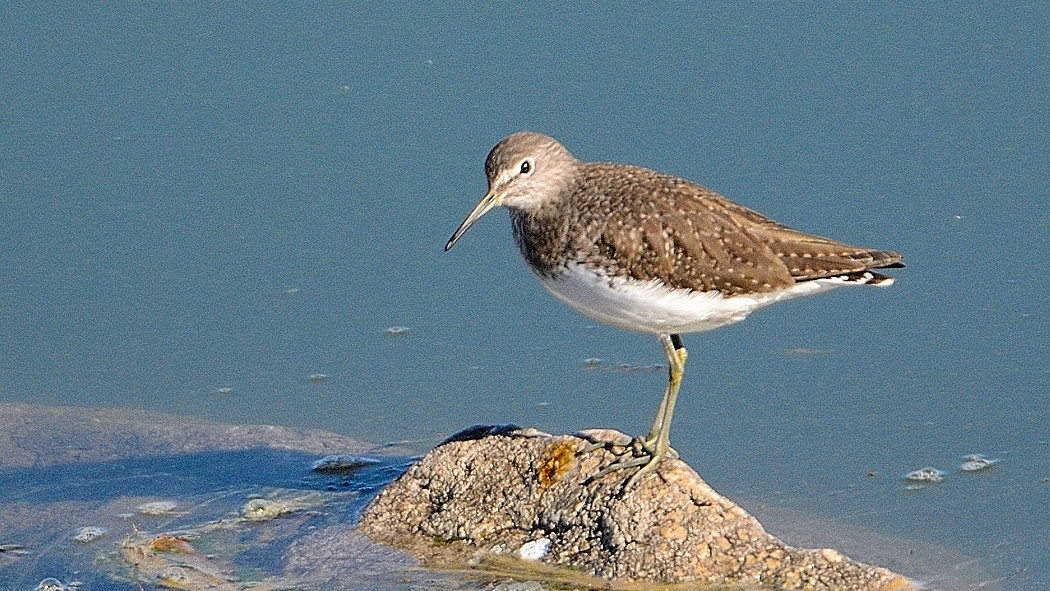 Green Sandpiper
