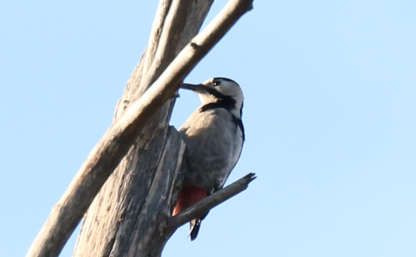 Syrian Woodpecker