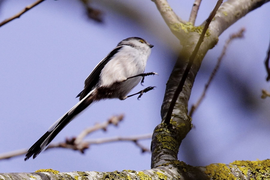 Long-tailed Tit