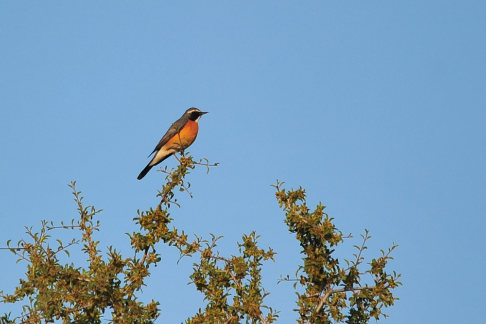 White-throated Robin