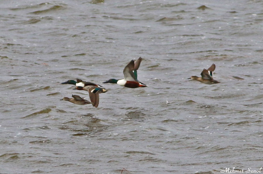 Northern Shoveler