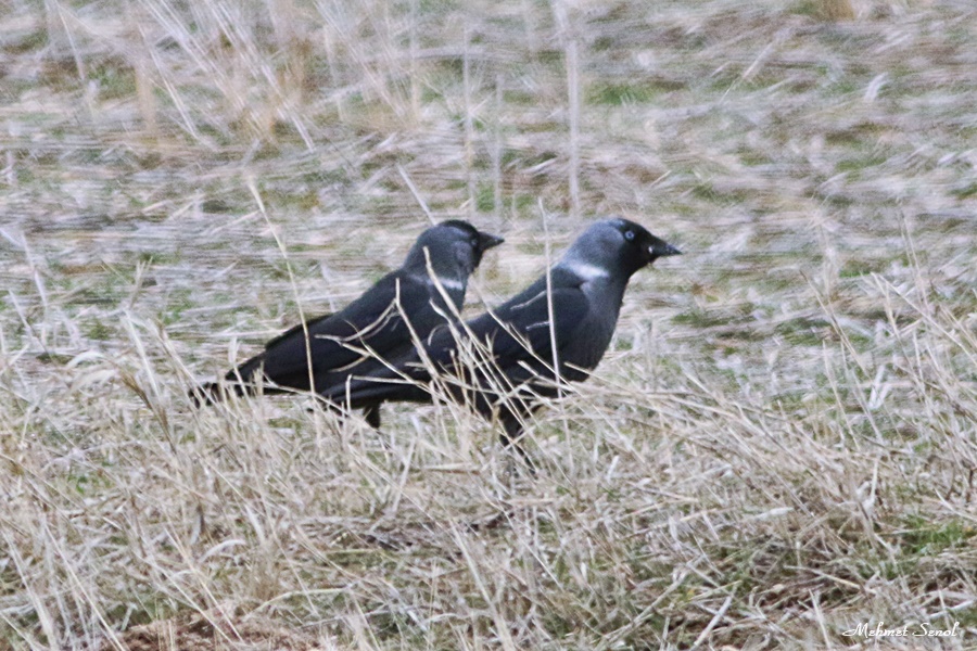 Western Jackdaw