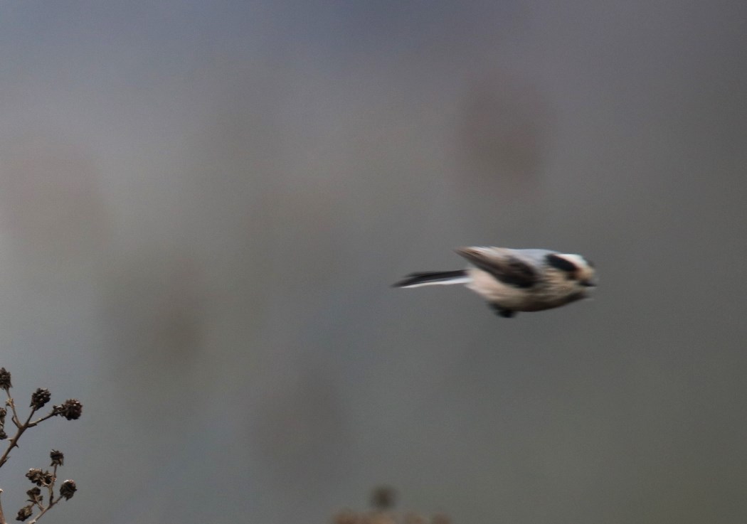 Long-tailed Tit
