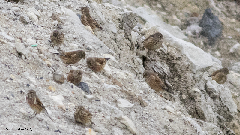 Common Linnet