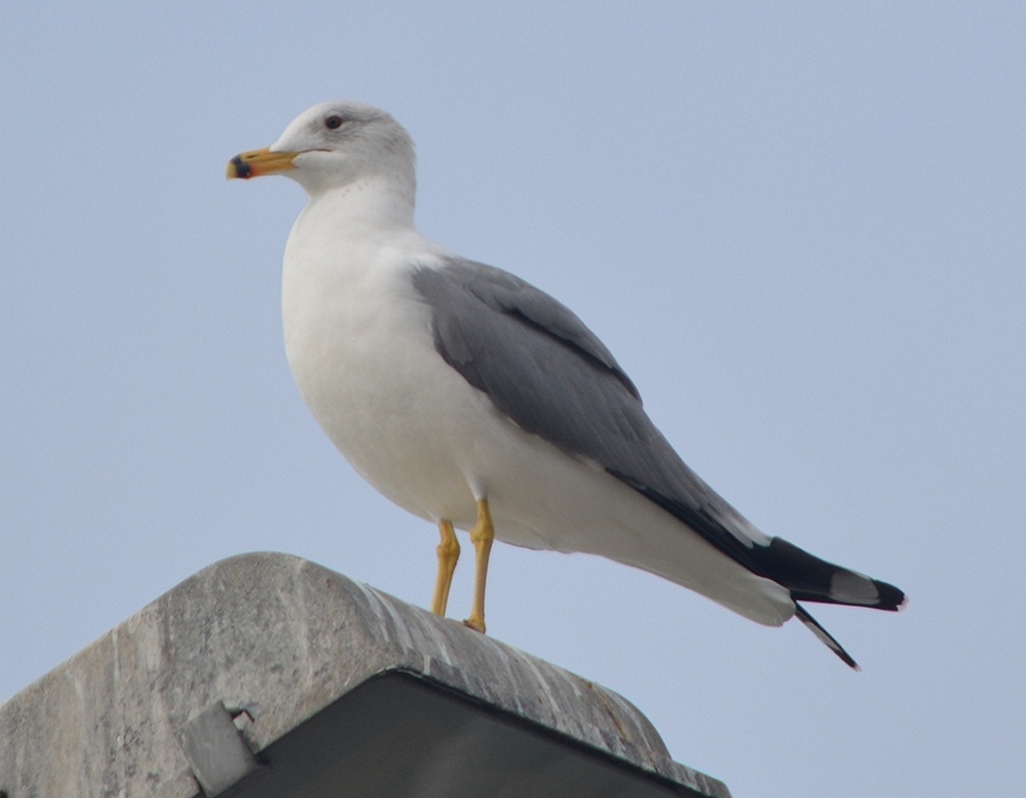 Armenian Gull