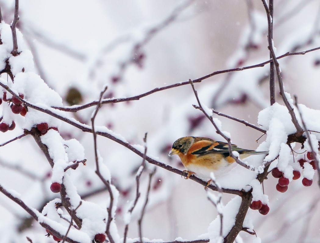 Brambling