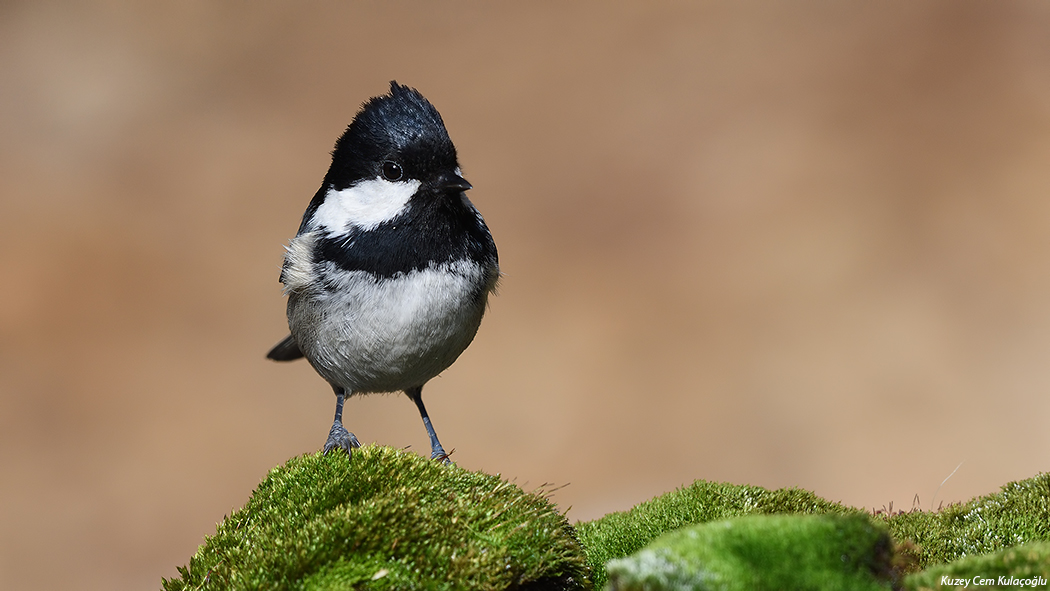Coal Tit