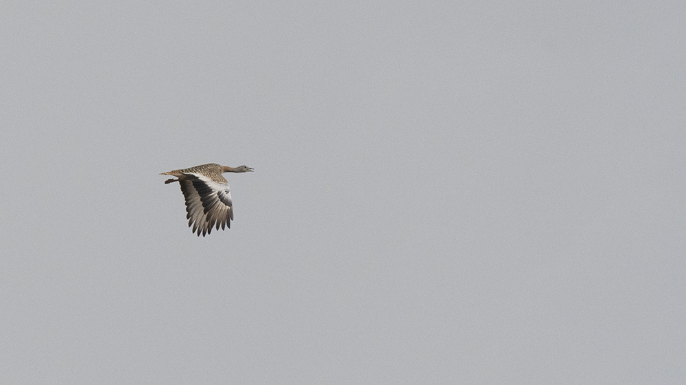 Great Bustard