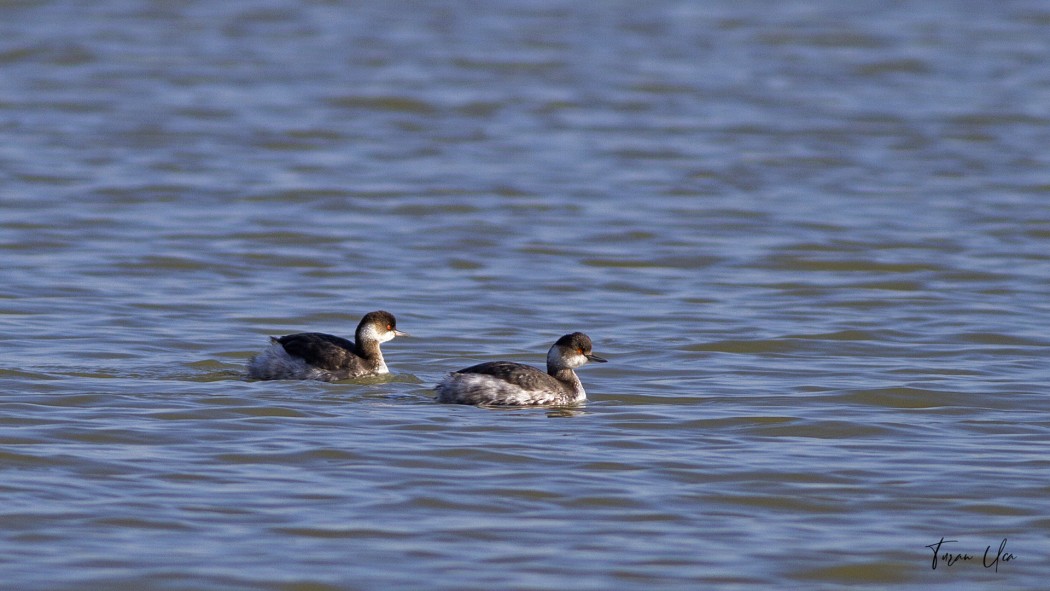 Black-necked Grebe