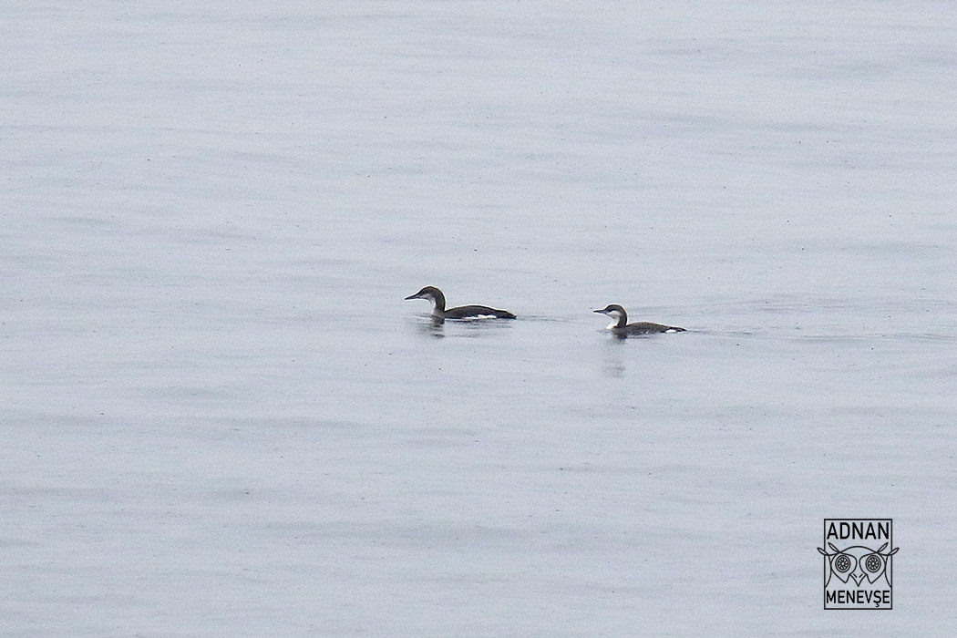 Black-throated Loon