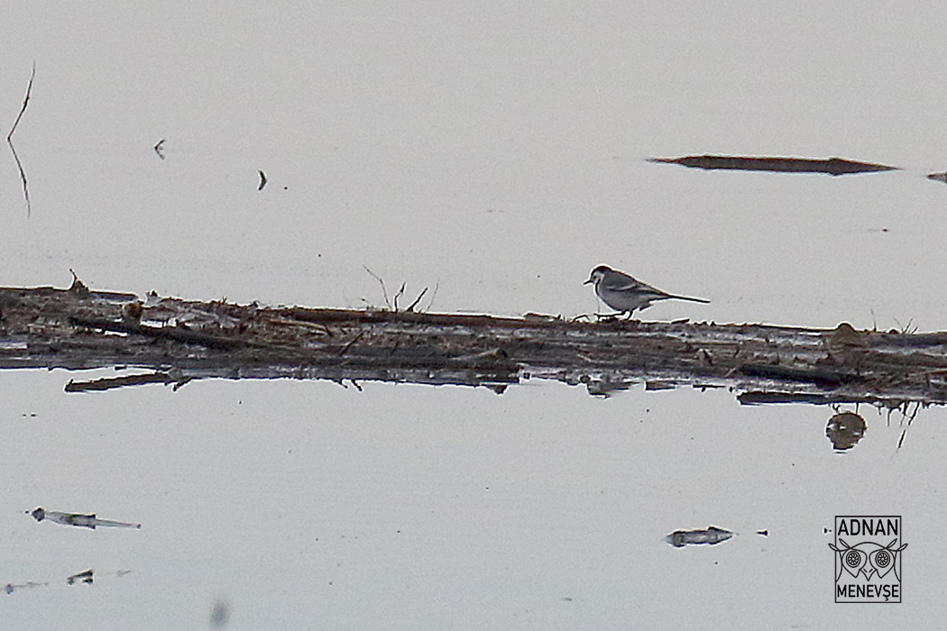 White Wagtail