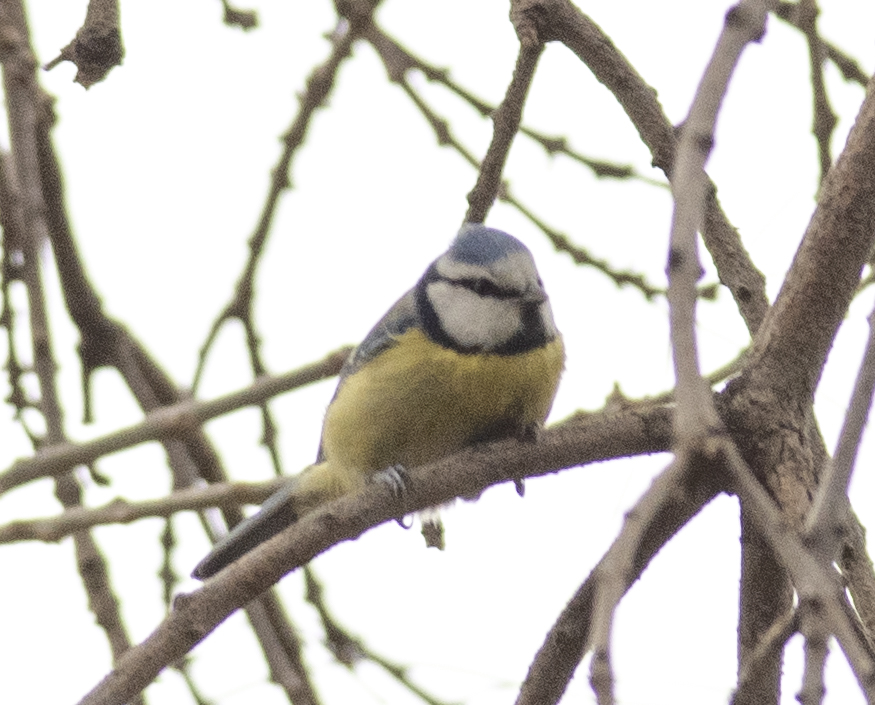 Eurasian Blue Tit