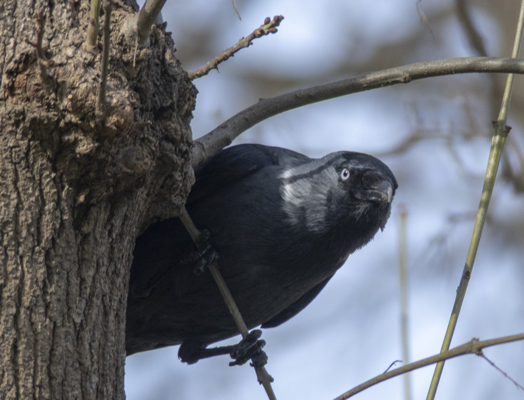Western Jackdaw