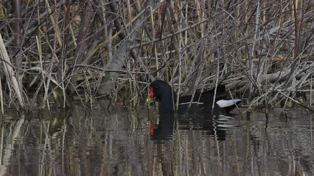 Common Moorhen
