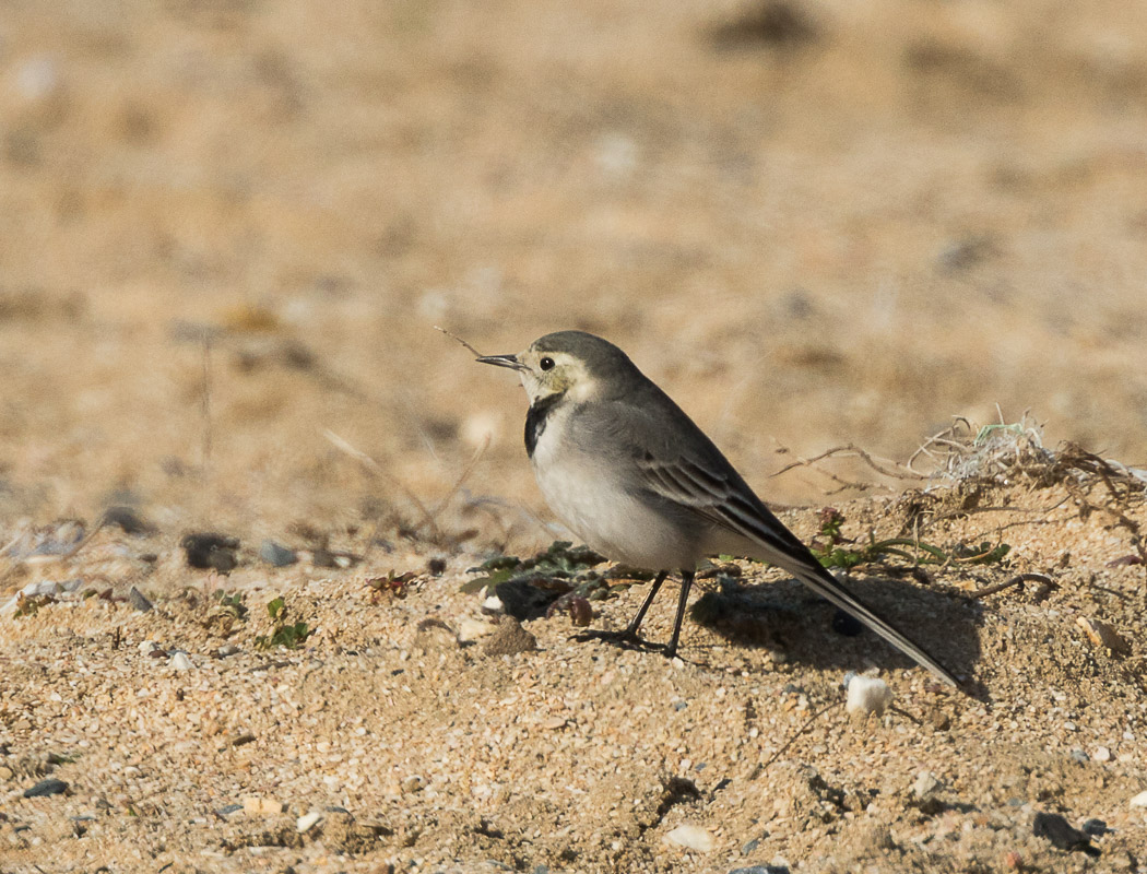 White Wagtail