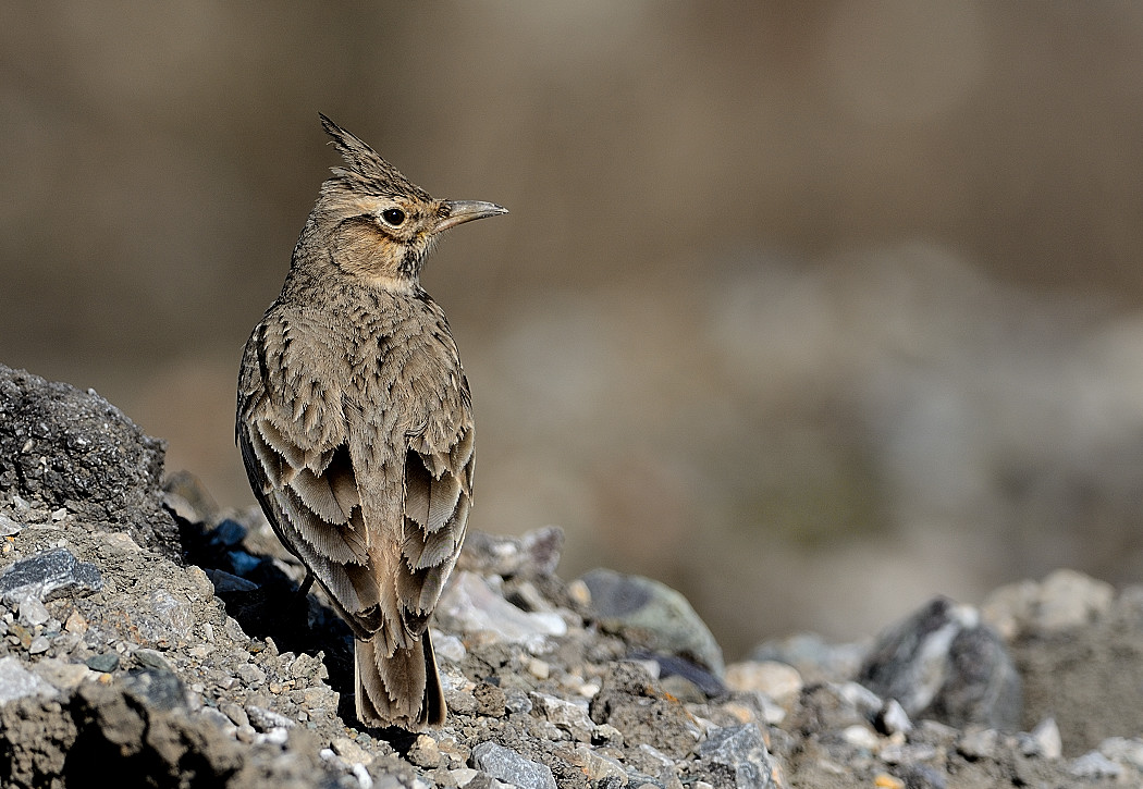 Crested Lark