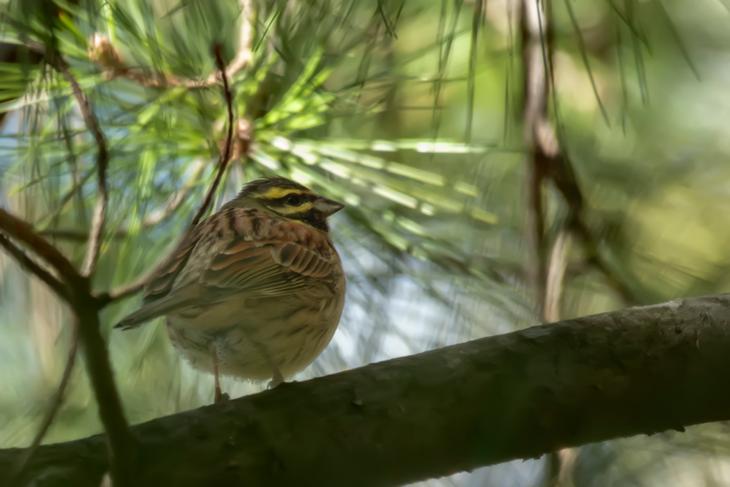 Cirl Bunting