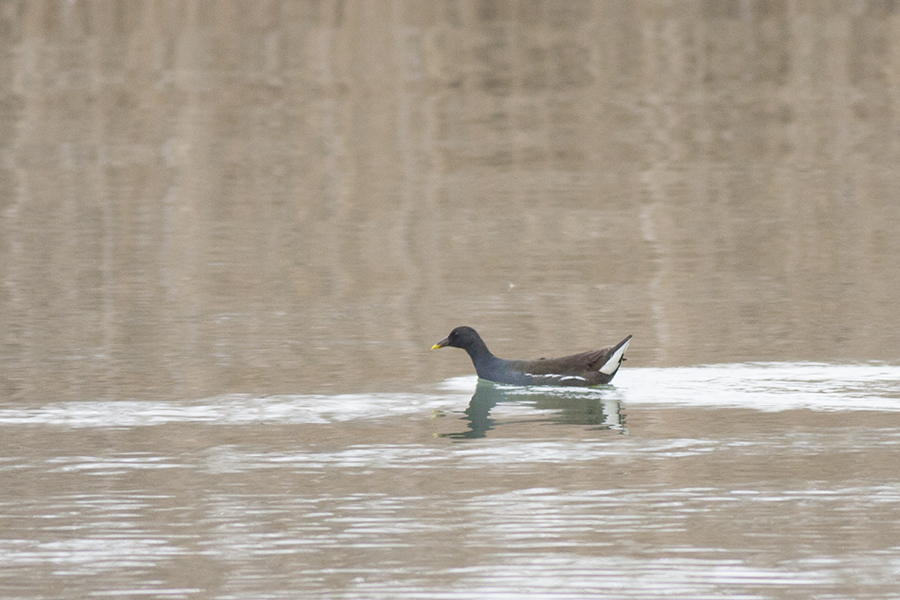 Common Moorhen