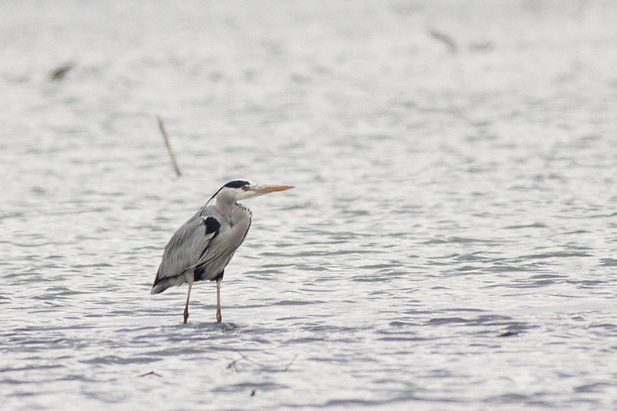 Grey Heron