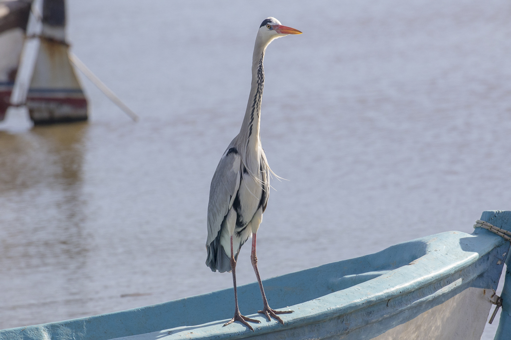 Grey Heron