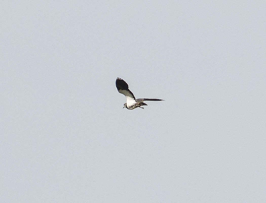 Northern Lapwing