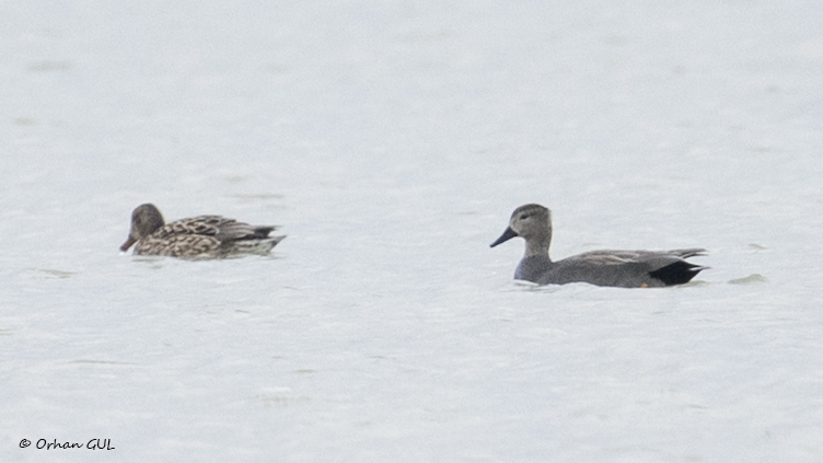 Gadwall