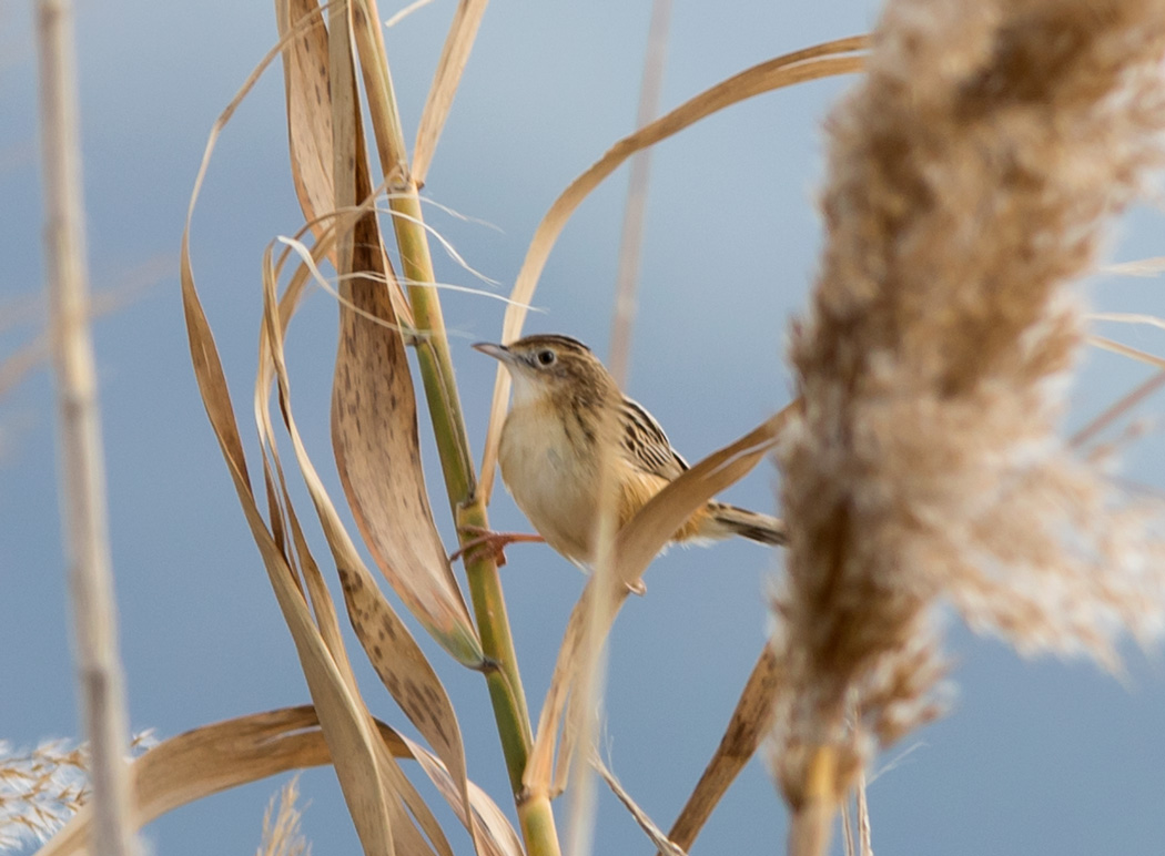 Zitting Cisticola