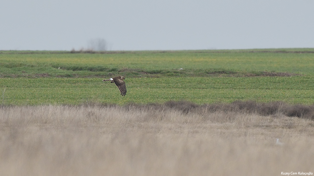 Hen Harrier