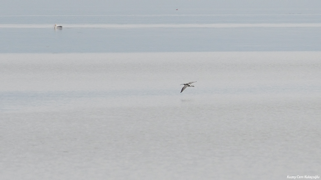 Eurasian Curlew