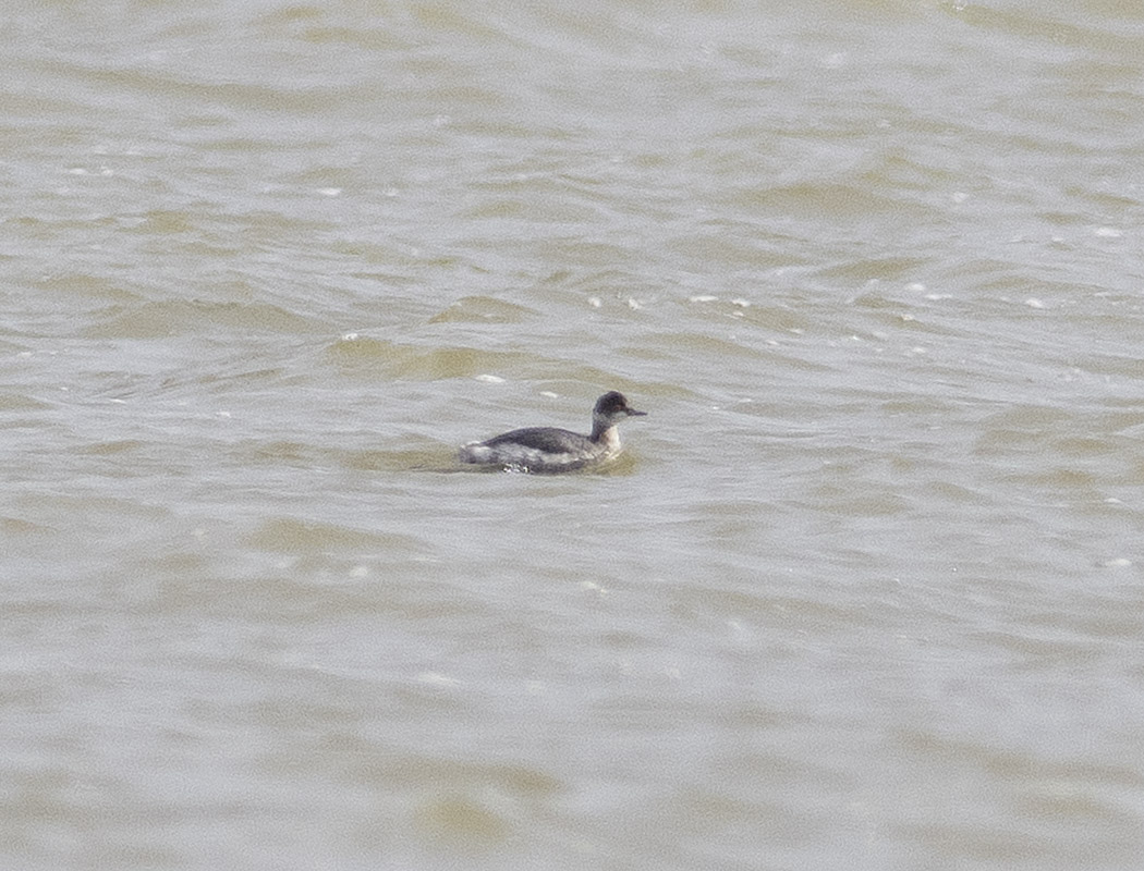 Black-necked Grebe