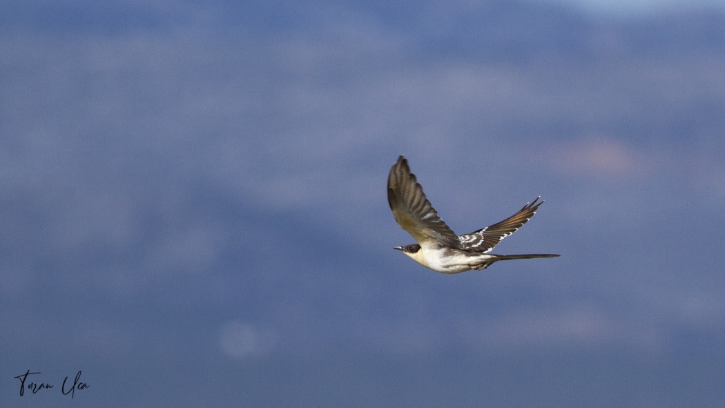 Great Spotted Cuckoo