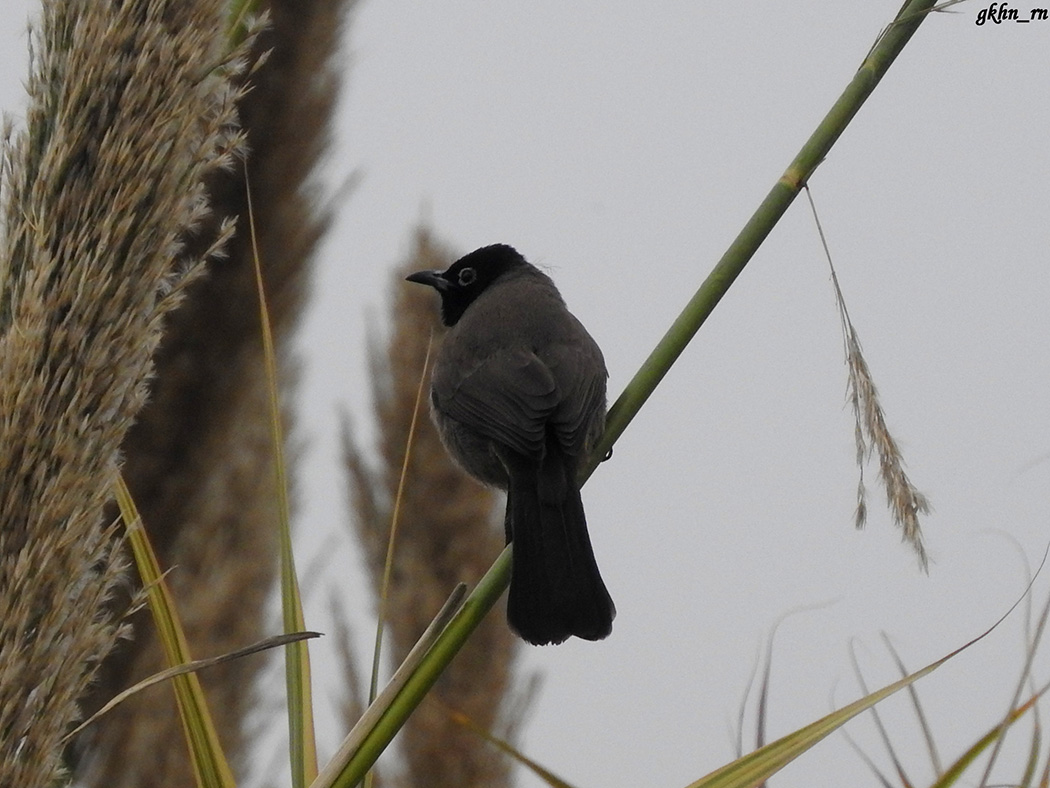 White-spectacled Bulbul