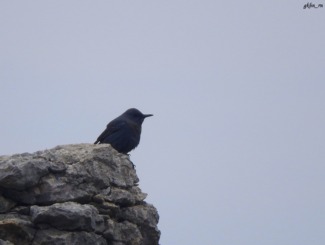Blue Rock Thrush
