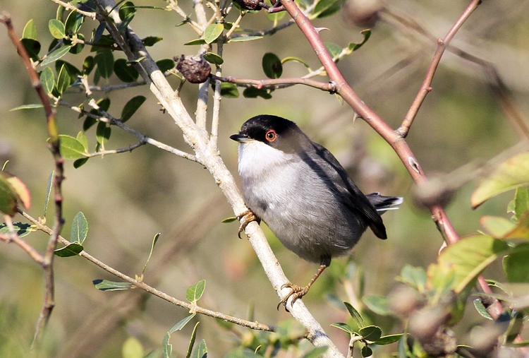 Sardinian Warbler