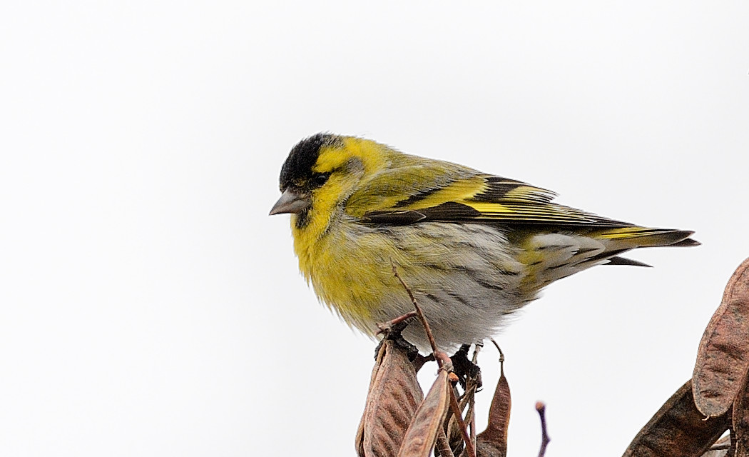 Eurasian Siskin
