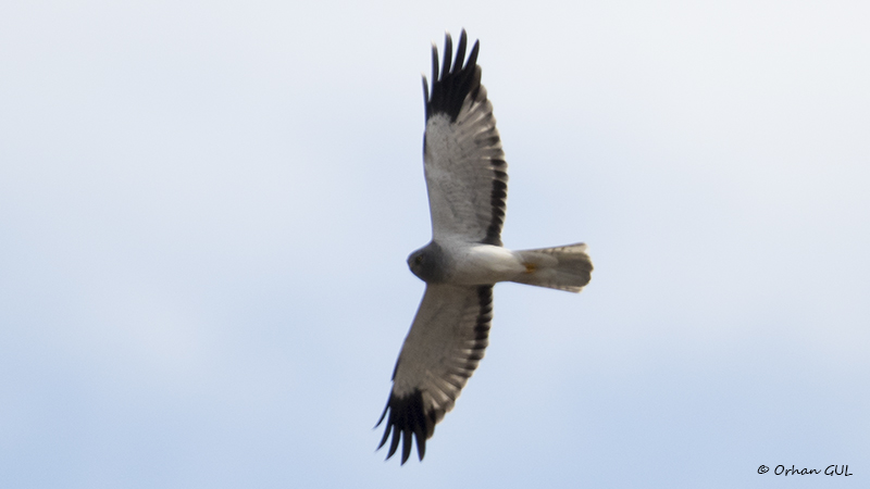 Hen Harrier