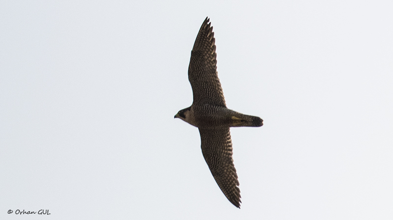 Peregrine Falcon