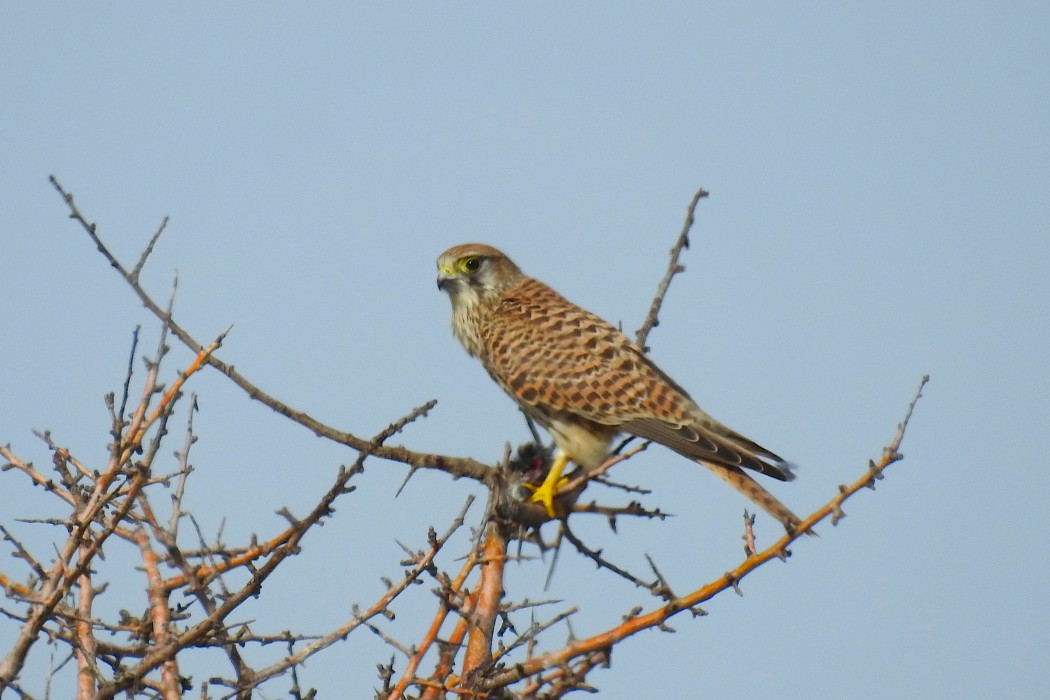Common Kestrel