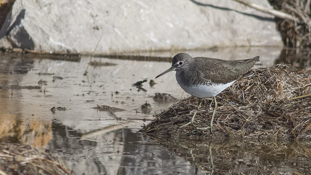 Green Sandpiper
